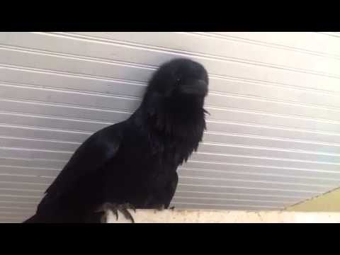 Raven vocalization