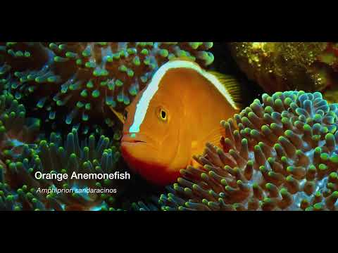 3 Anemonefish A - scuba diving video