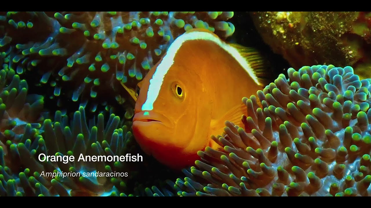 3 Anemonefish A