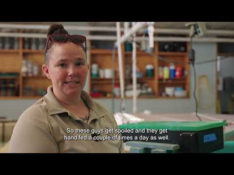North Attleboro National Fish Hatchery