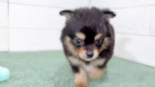 ハーフ犬の動画01