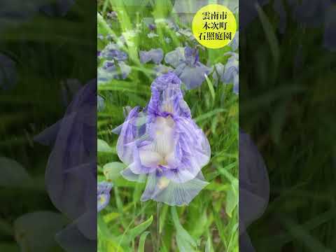 夏の間ずっと咲く多年生植物の選択を容易にする短いリストを参照してください。シンプルで色鮮やかな9種類の美しさ！  庭園