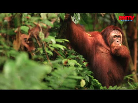 Lihat Orangutan, Leonardo DiCaprio Datang Ke Aceh