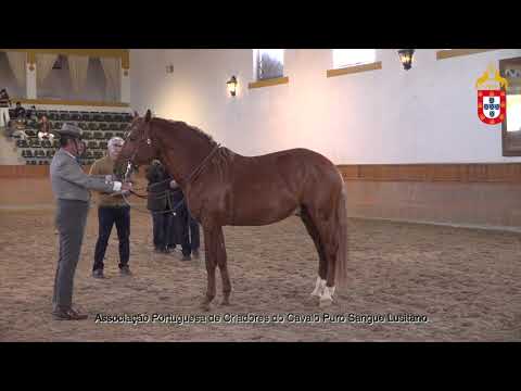 220129 32 Equador - Aprovação de Garanhões