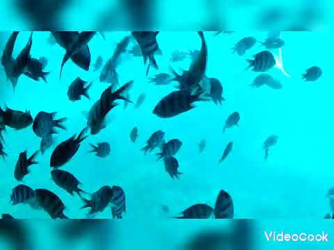 Ausflug Royal Seascope Hurghada 10.08.2023