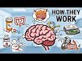 Morphine, Fentanyl & Opioids: How They REALLY Work
