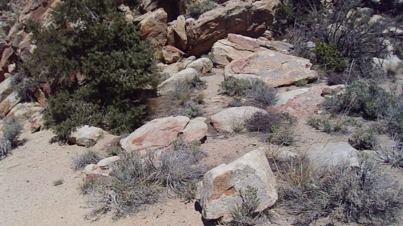 Spotlight on Trees: Utah Juniper (Juniperus osteosperma)- 4/4/20 - YouTube