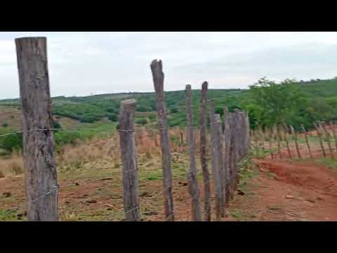 Mostrando as cria que nasceram no sítio Jucás ceara 