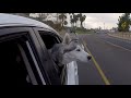 Cute Siberian Husky HOWLING At Performers STEALS THE SHOW (City Mushing Through HollyWood)