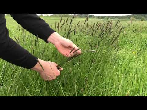 Bestimmung von Pflanzen im Grünland