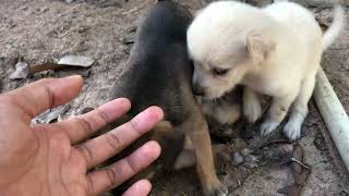#doglife #dogs #amazingdogs #animals #cutedogs #beautifuldogs #funnydogs #funnyanimal #shortvideo