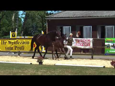 Sudweyher Fohlenschau 2018 - Kat.-Nr. 41