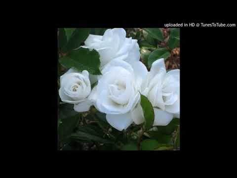 download lagu mp3 mp4 Lagu Demi Cinta Versi India, download lagu Lagu Demi Cinta Versi India gratis, unduh video klip Lagu Demi Cinta Versi India
