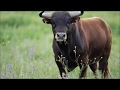 BULL SOUND EFFECT No Copyright