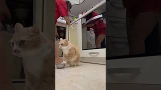 😂😂😂#cat #cats #catvideos #comedy #rekkkkkk #trend #asmrcat #food