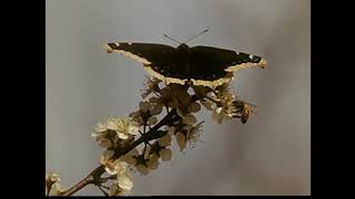 flowers - galaxie 500 (loop)