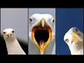 Seagull Video Moment Funny Animals Compilation 3