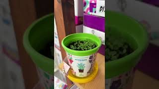 Горшок Подсолнух миниатюрный