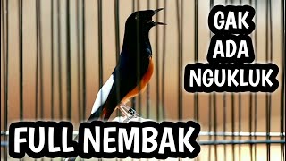 Download lagu MURAI BATU GACOR FULL ISIAN TEMBAKAN MEWAH, ISIAN KENARI CILILIN KAPAS TEMBAK LOVEBIRD GEREJA DLL mp3