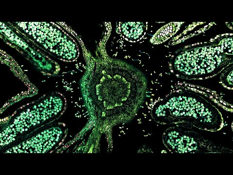 Ekaologik - Euphorbya