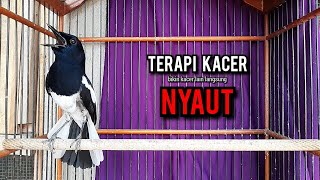 Download lagu kacer gacor NGEPLONG tarung ini paling ampuh buat PANCINGAN KACER agar EMOSI NYAUT mp3 Download lagu kacer gacor NGEPLONG tarung ini paling ampuh buat PANCINGAN KACER agar EMOSI NYAUT mp3