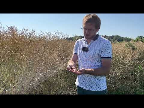 Wie bestimme ich den Erntezeitpunkt von Raps?