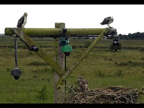 First fledge at Dyfi Ospreys Project. 12 July 2021