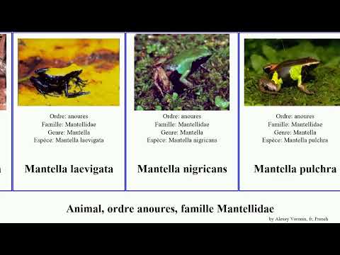 マンティダクティルス・ベツレアナス