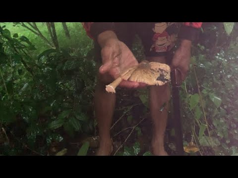 SE03EP151 - INABOT ng BAGYO sa PANGUNGUHA ng KABUTE | May BACKUP | San Pablo City, Laguna