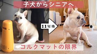 【コルクマット愛用11年】シニアになった犬との暮らしで「買い替え」を考えた理由