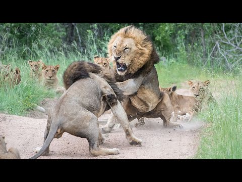 Battle of Pride  Lions Documentary