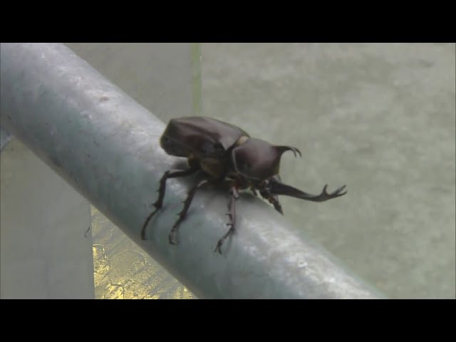 【ファーム】夏の陽気に誘われて...無観客のカーミニークに小さなお客さん!? 2020/7/30 L-F(ファーム)