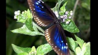 My Choice 71 - Engelbert Humperdinck: The Way It Used to Be