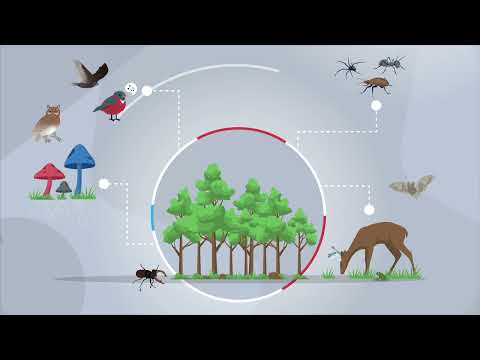 Erklärvideo für Holzwirtschaft, Forstwirtschaft, Nachhaltigkeit, Wald & Holz