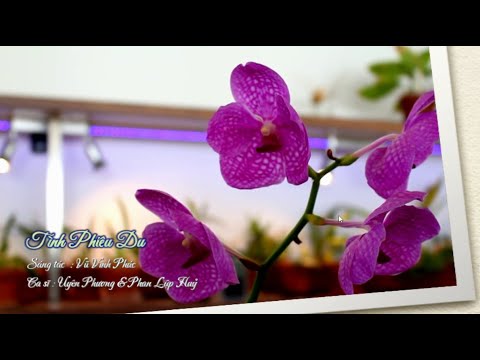 Tình phiêu du - Uyên Phương