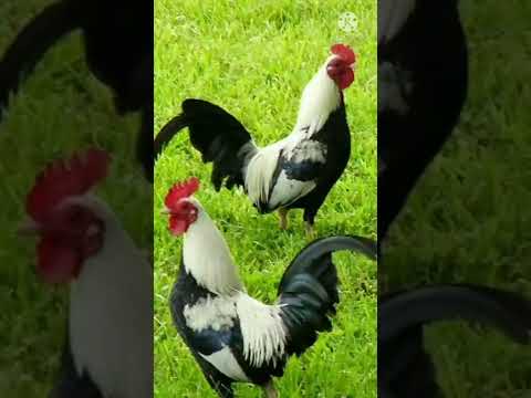 # short- fact about rooster.