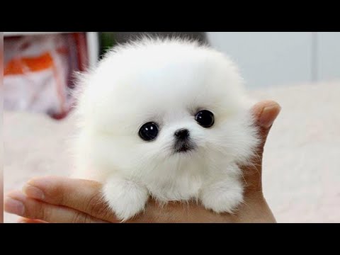 Cute Animal Videos Compilation #1 #PratyushGamerz