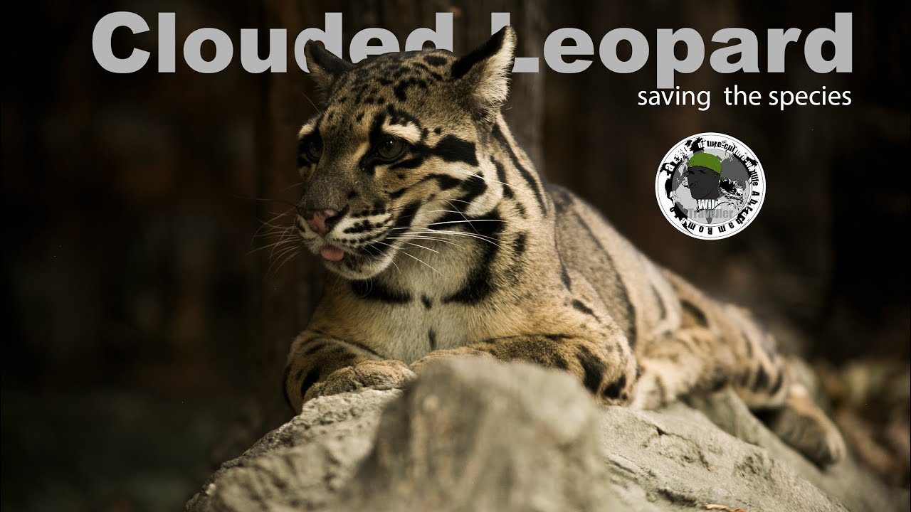 Clouded Leopard-saving the species