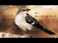 Rodney Hayden: Mr. Mockingbird - Traditional Country Music - Featured On European Country Hits Album