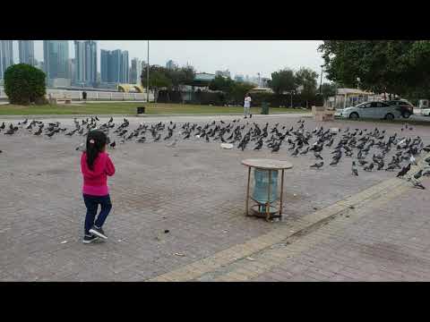 Numa scared of pigeons #bahrain 