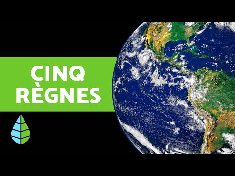 Les 5 Règnes de la NATURE 🌍 et leurs Caractéristiques (Explication SIMPLE pour les plus PETITS)