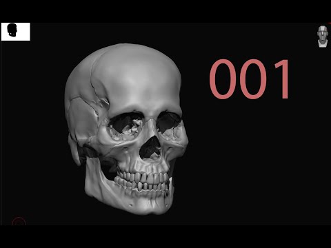 Sculpting Anatomically correct Human Skull in Zbrush Block out stage Part 001