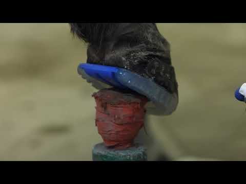 EasyShoe One Glue Applied with HoofLox Acrylic: Plastic Wrap Method Part 2