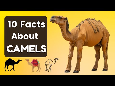 Camel Adaptations: 10 Mind-Blowing Facts About Their Incredible Survival Skills