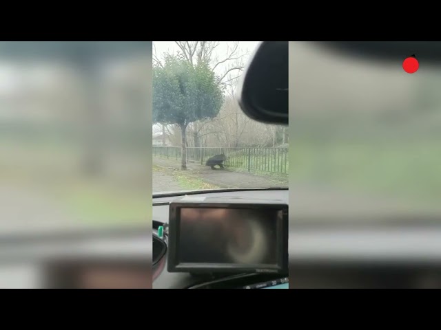 Video preview