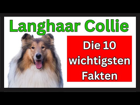Long-haired Collie 🐶 The 10 most important facts about this dog breed