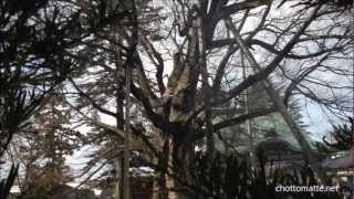The Giant Zelkova Tree of Shinmeiguu Shrine 神明宮, Kanazawa, Japan