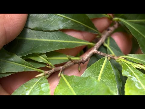 Sử dụng 10 60 10 phun kích nụ mai vàng trong tháng 8 cộng siêu lân