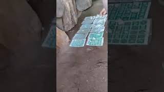 Download lagu Main bingo andalan malaku mp3