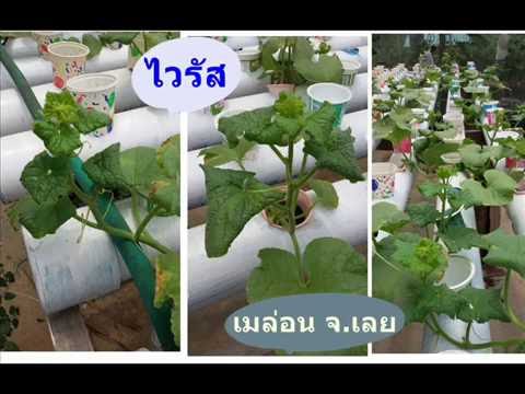 ซีลีเนียมและความอ่อนแอ Drostanolone และความแข็งแรง